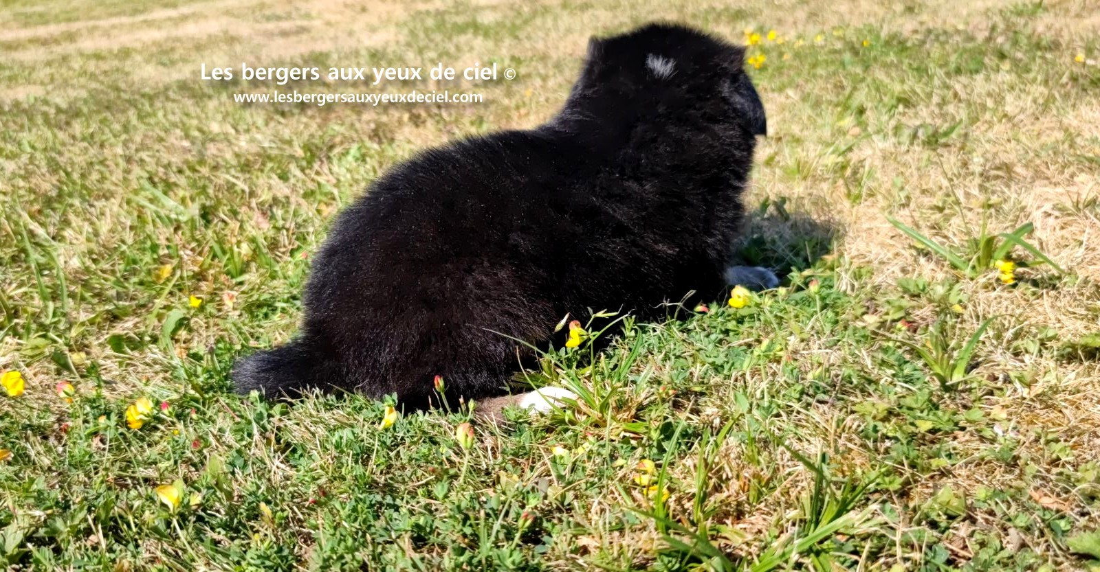 Chiot femelle berger australien noir tricolore aux yeux bleus