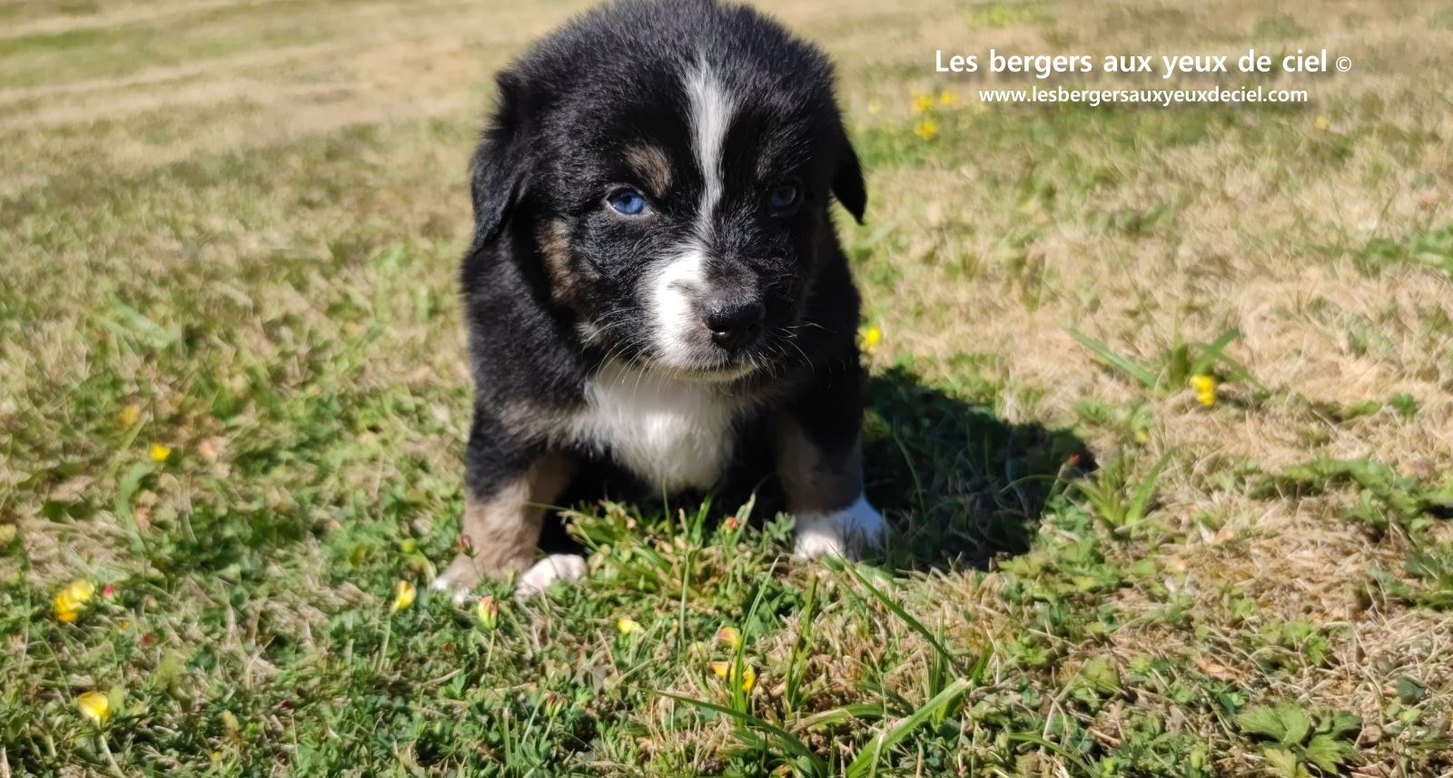 Chiot femelle berger australien noir tricolore aux yeux bleus