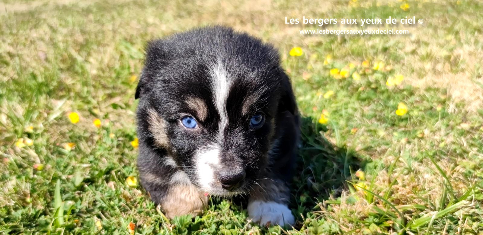 Chiot femelle berger australien noir tricolore aux yeux bleus