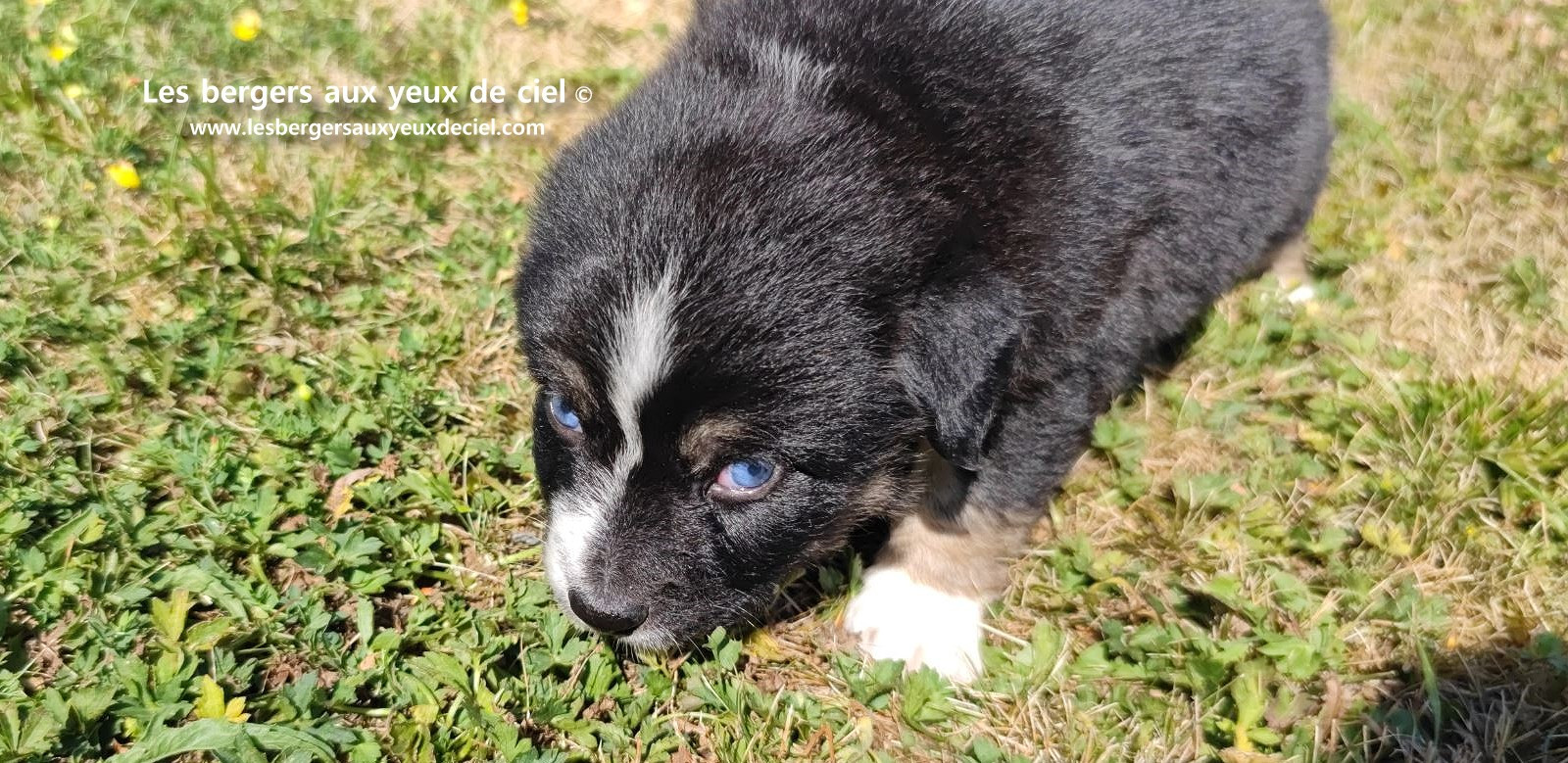 Chiot femelle berger australien noir tricolore aux yeux bleus