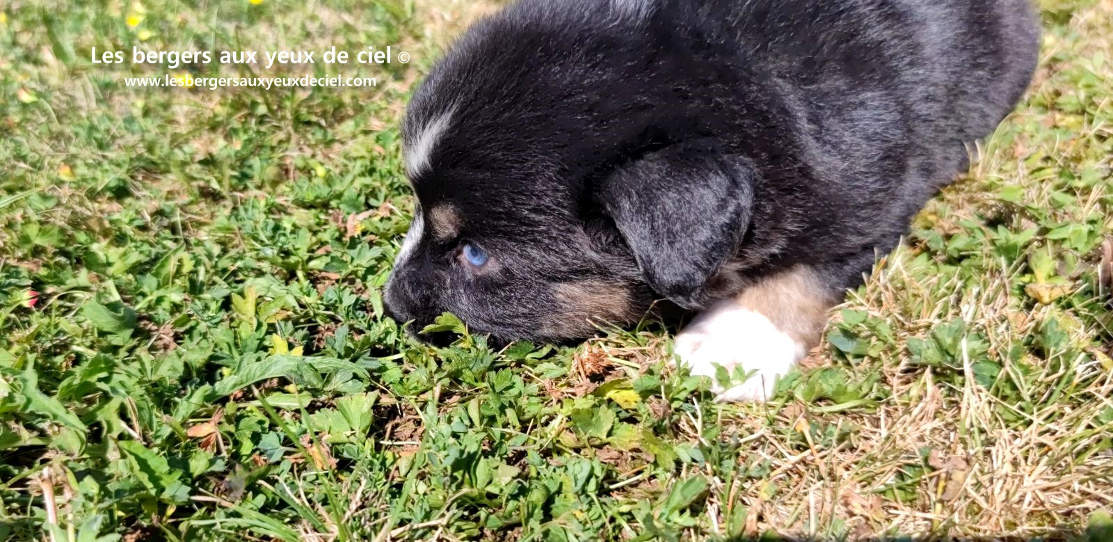Chiot femelle berger australien noir tricolore aux yeux bleus