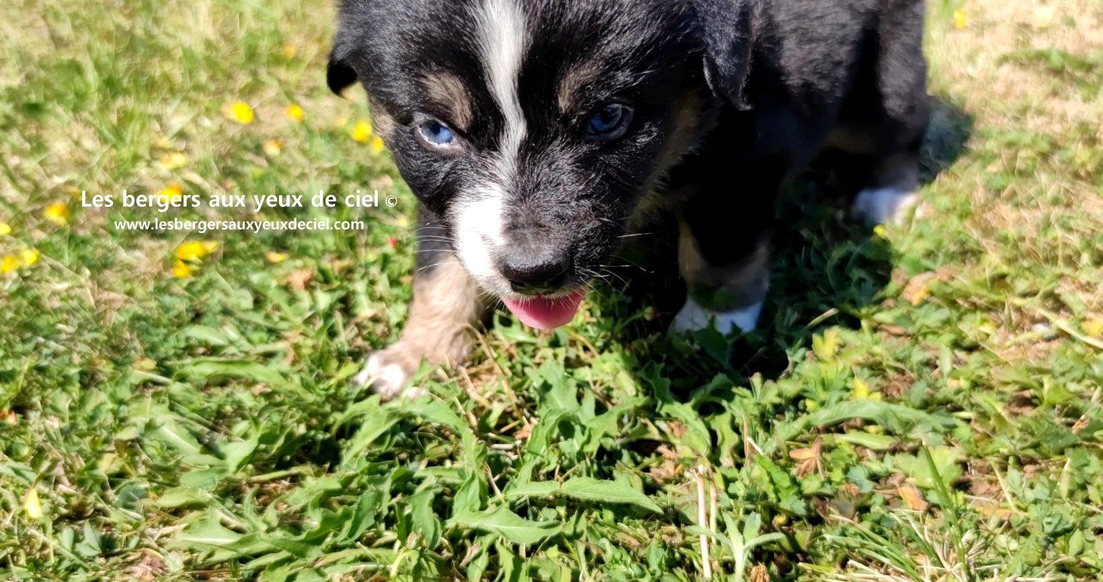 Chiot femelle berger australien noir tricolore aux yeux bleus