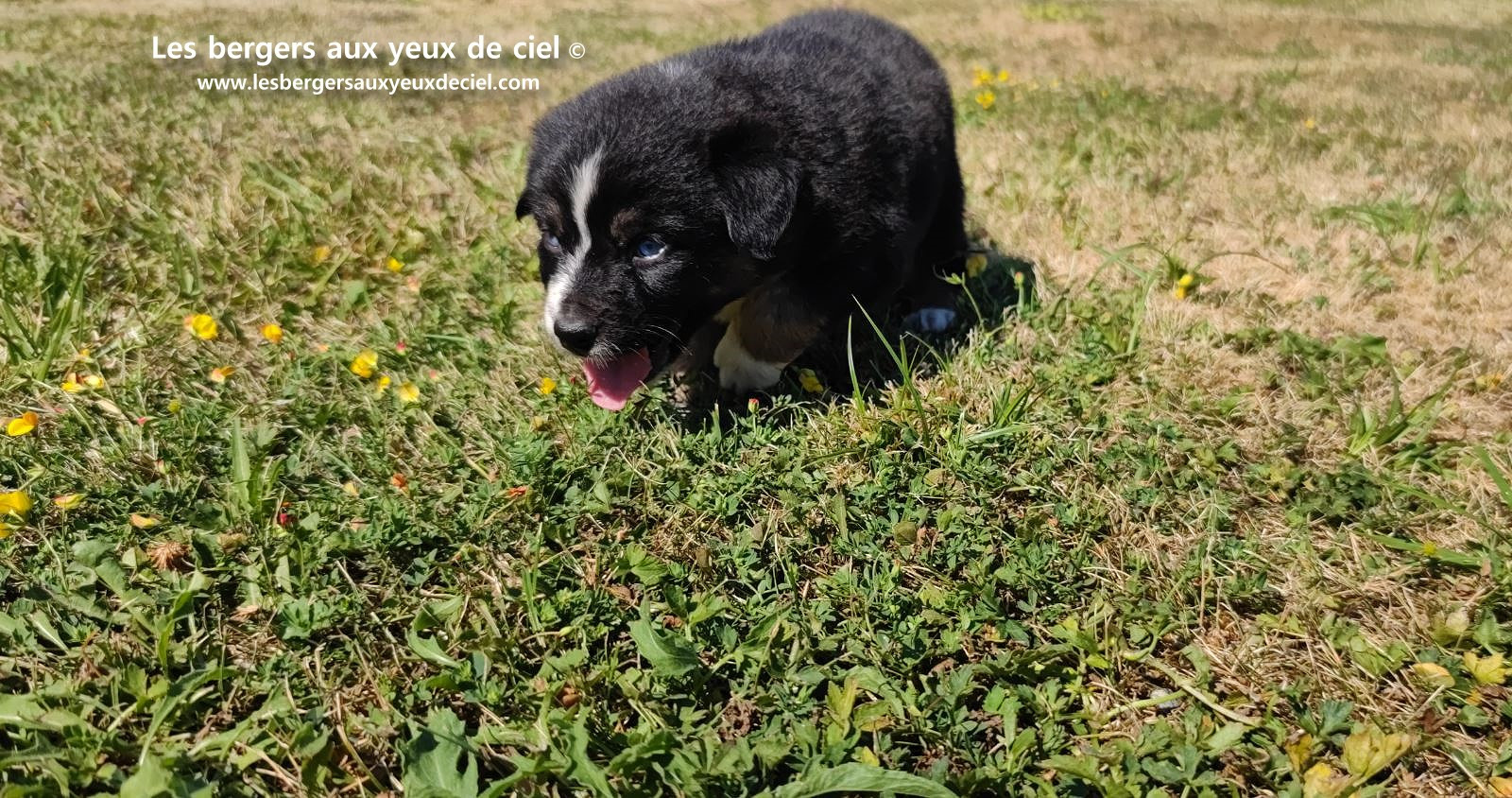 Chiot femelle berger australien noir tricolore aux yeux bleus