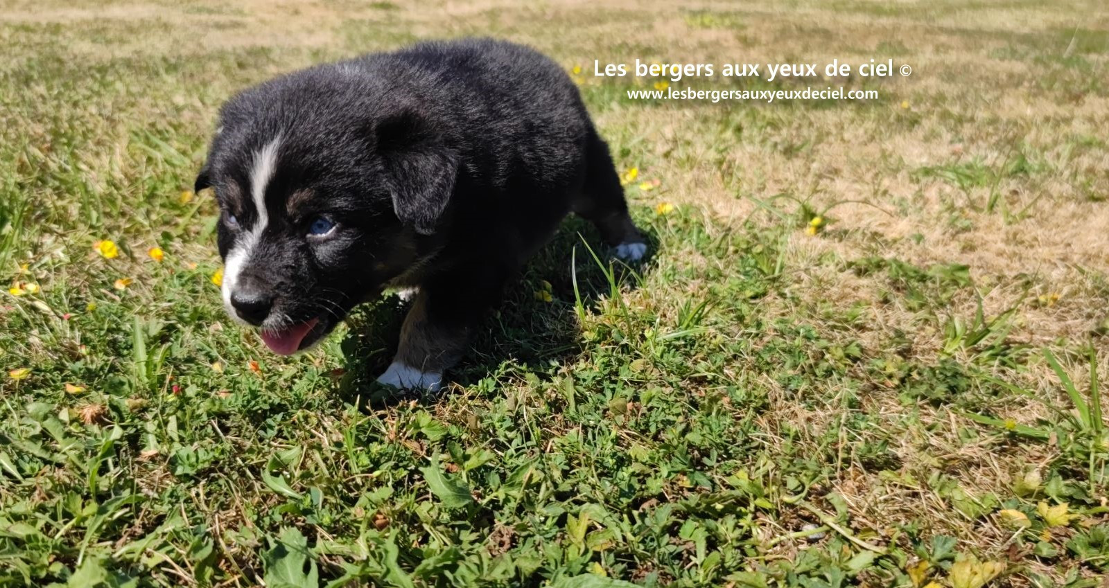 Chiot femelle berger australien noir tricolore aux yeux bleus