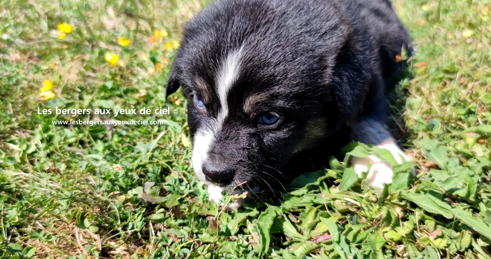 Chiot femelle berger australien noir tricolore aux yeux bleus