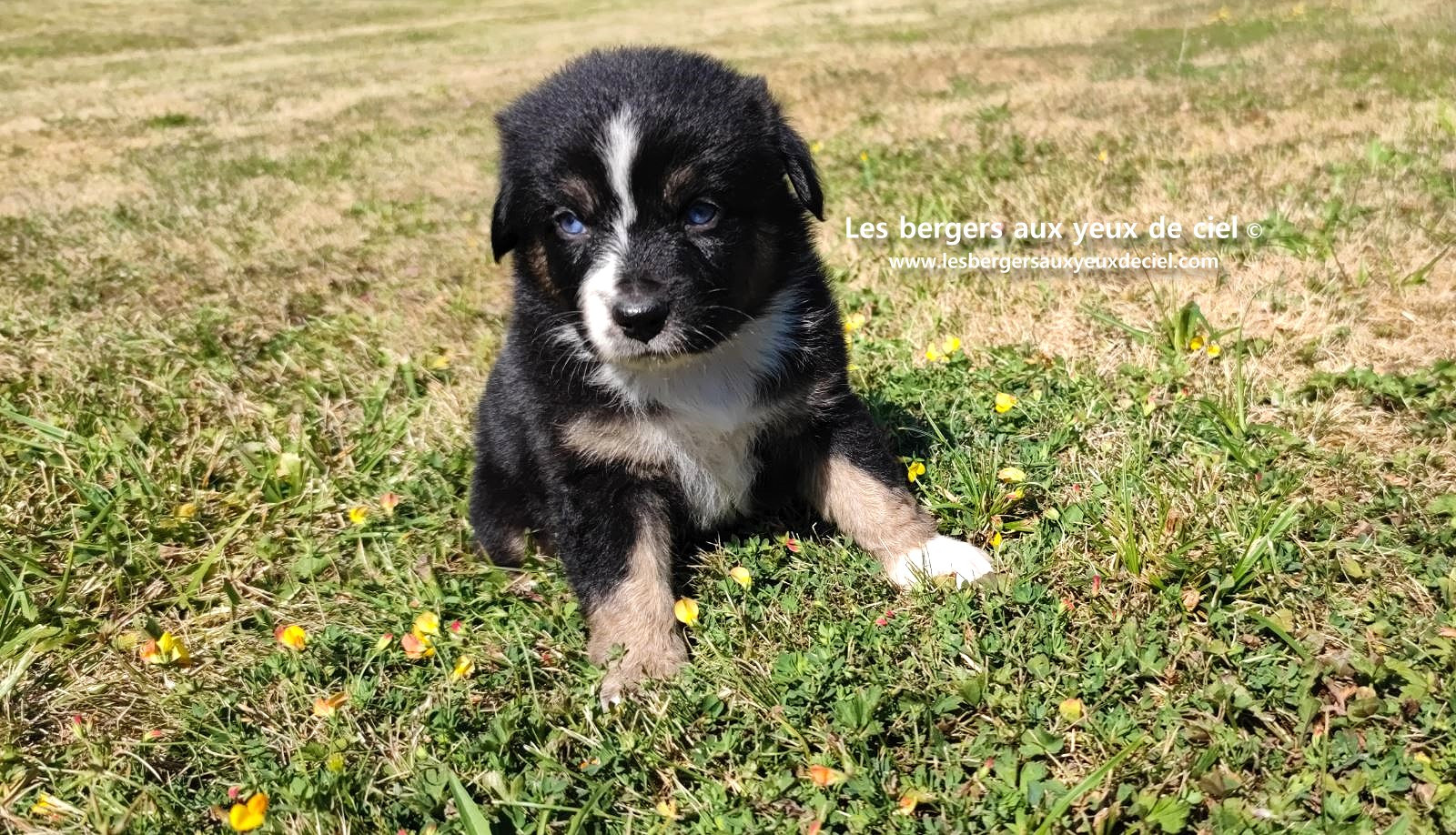Chiot femelle berger australien noir tricolore aux yeux bleus