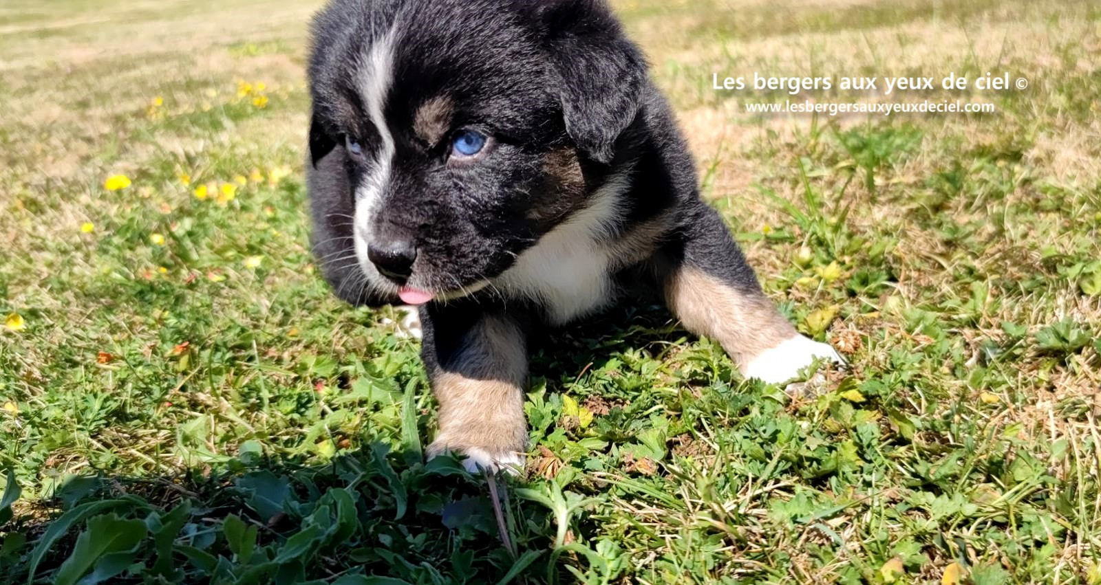 Chiot femelle berger australien noir tricolore aux yeux bleus