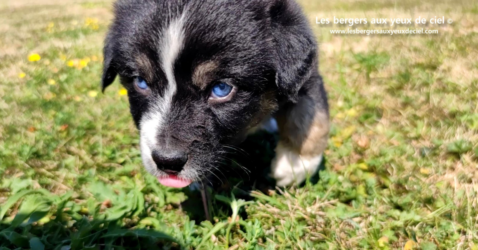 Chiot femelle berger australien noir tricolore aux yeux bleus