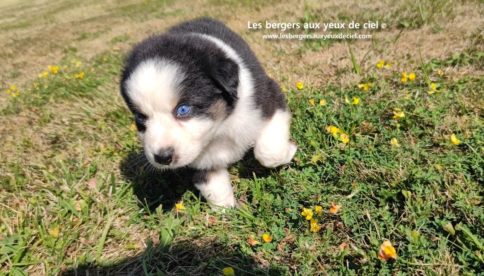 chiot male berger australien noir tricolore aux yeux bleus prix ?