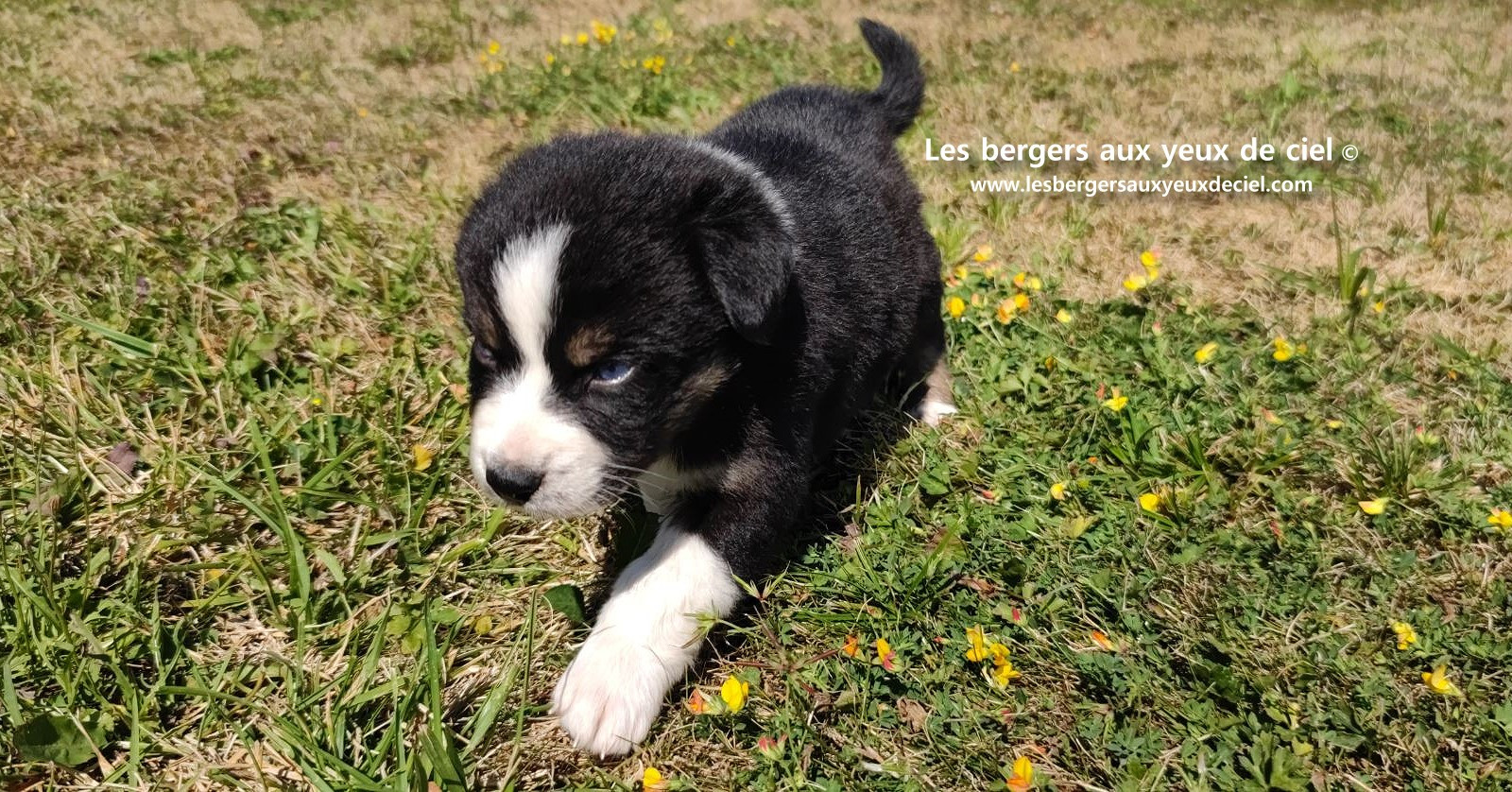 chiot male berger australien noir tricolore aux yeux bleus a vendre ?