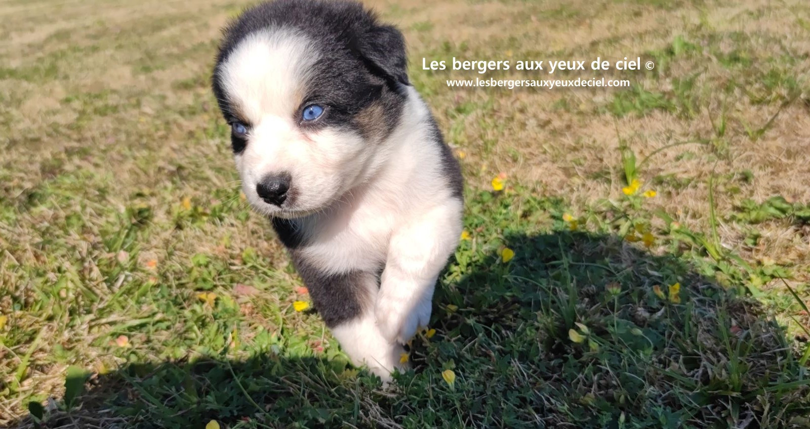 chiot male berger australien noir tricolore aux yeux bleus prix ?
