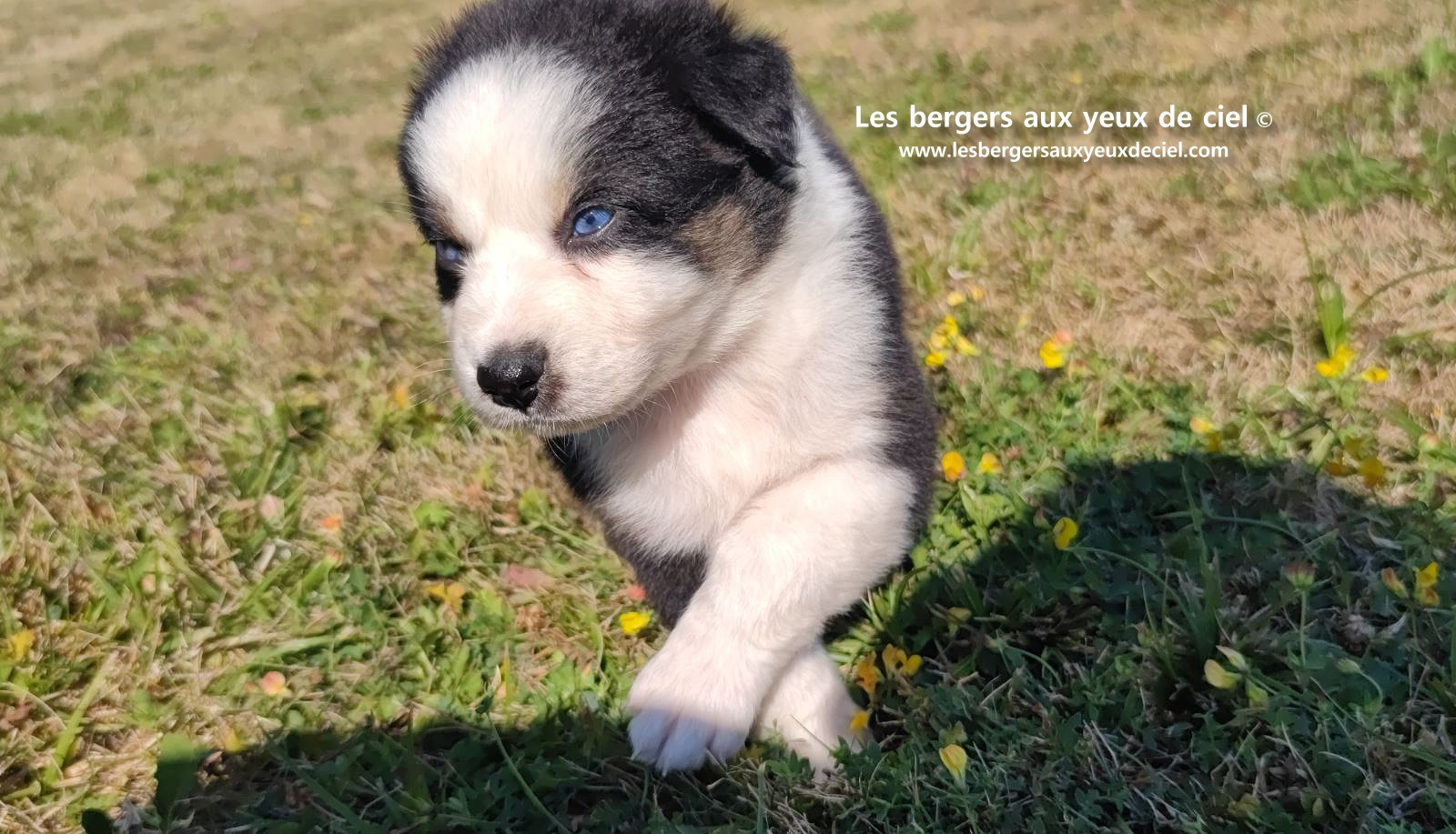 chiot male berger australien noir tricolore aux yeux bleus prix ?