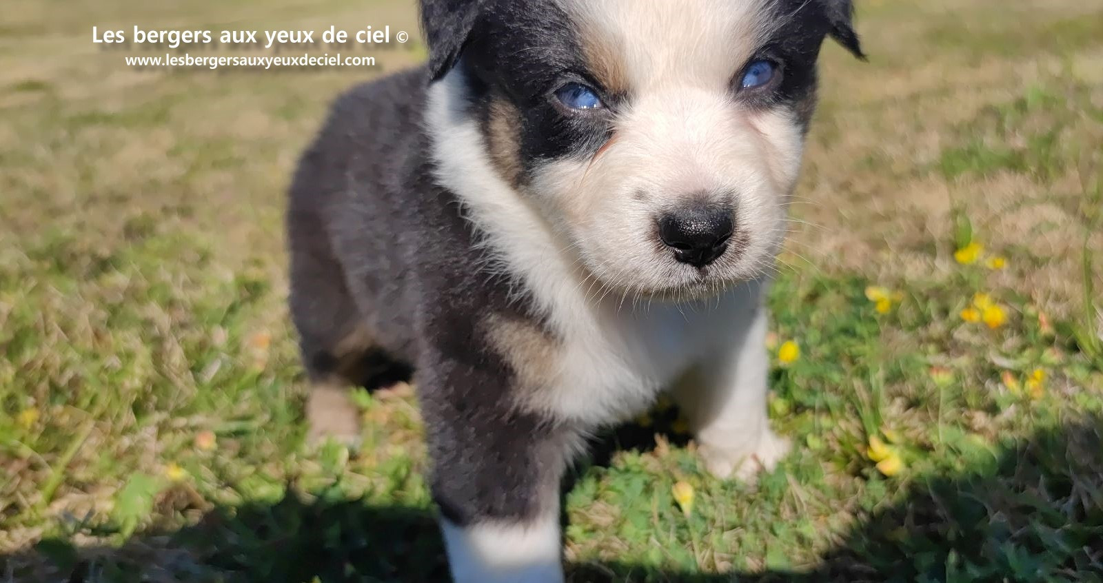 chiot male berger australien noir tricolore aux yeux bleus prix ?