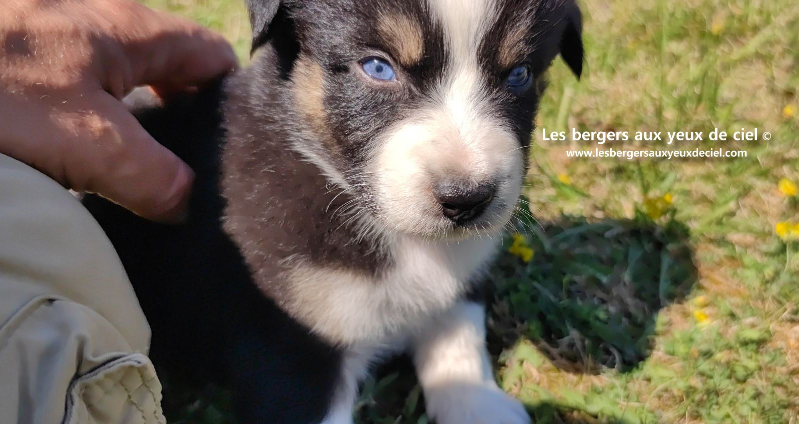 chiot male berger australien noir tricolore aux yeux bleus a vendre ?