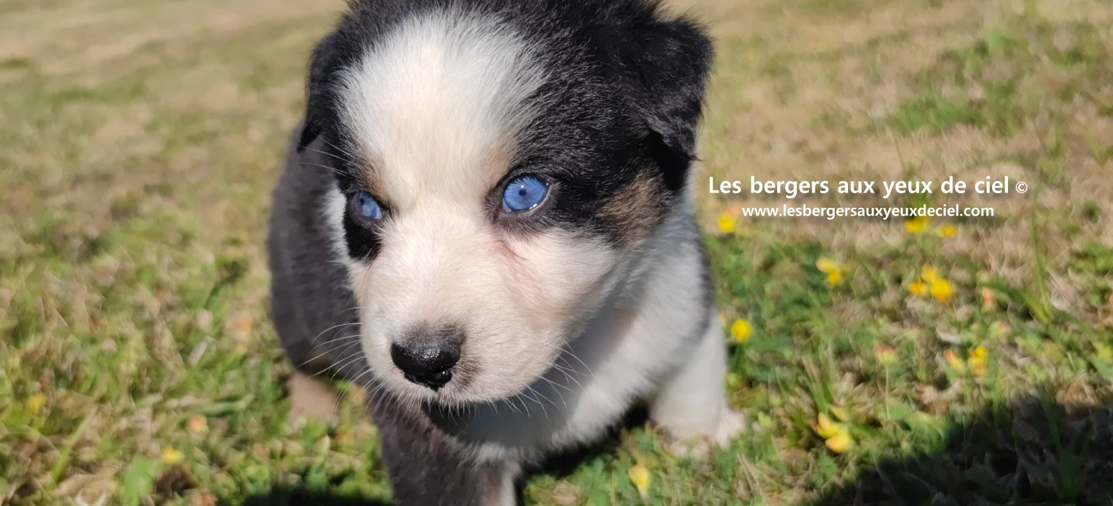 chiot male berger australien noir tricolore aux yeux bleus prix ?