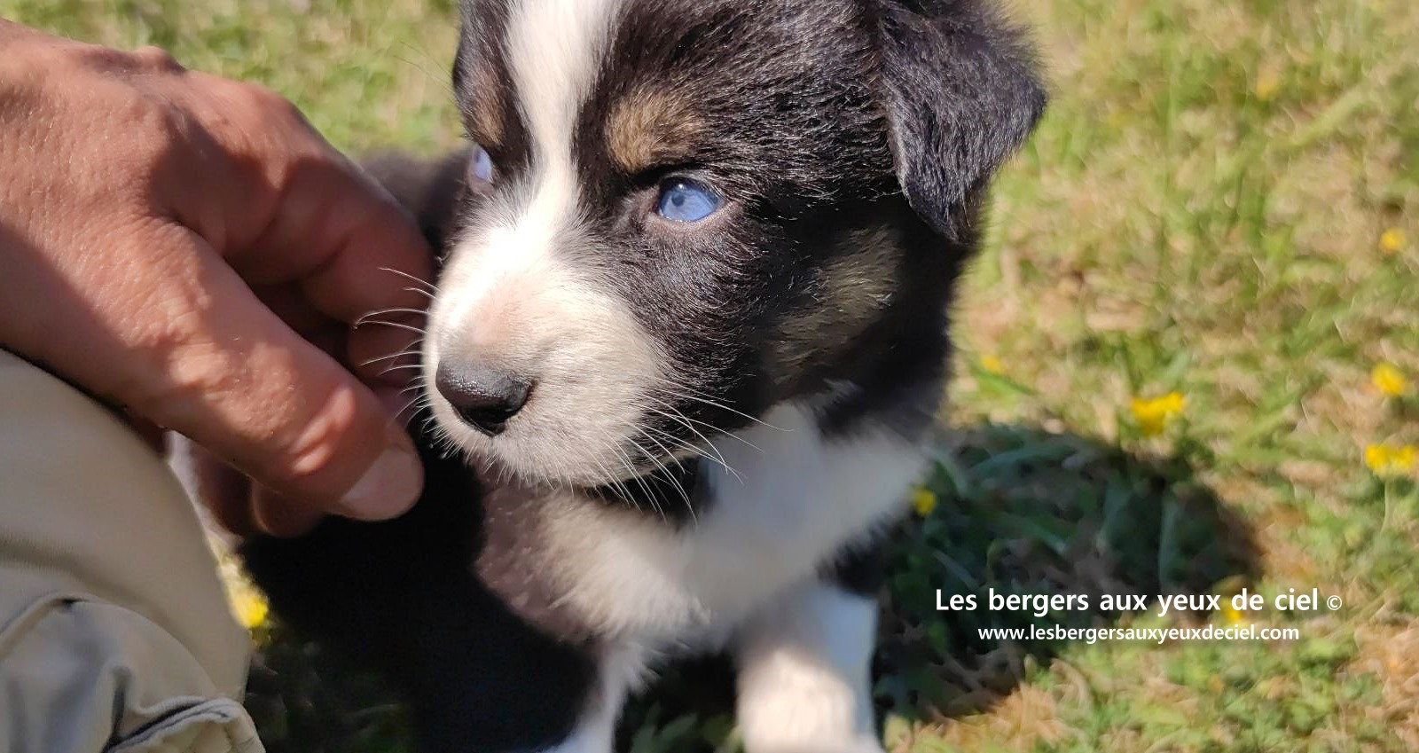 chiot male berger australien noir tricolore aux yeux bleus a vendre ?