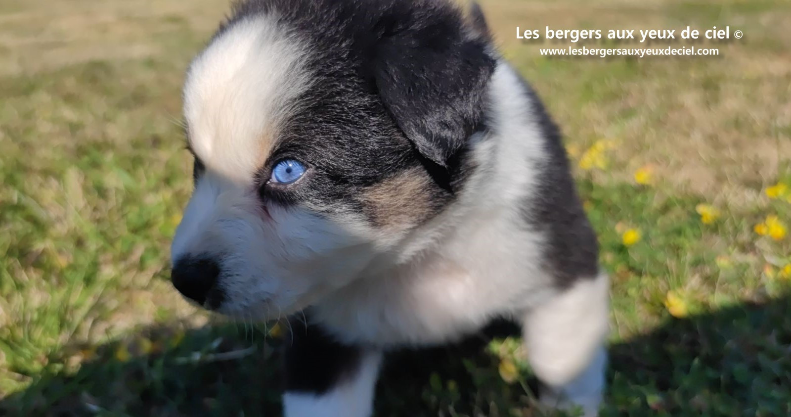 chiot male berger australien noir tricolore aux yeux bleus prix ?