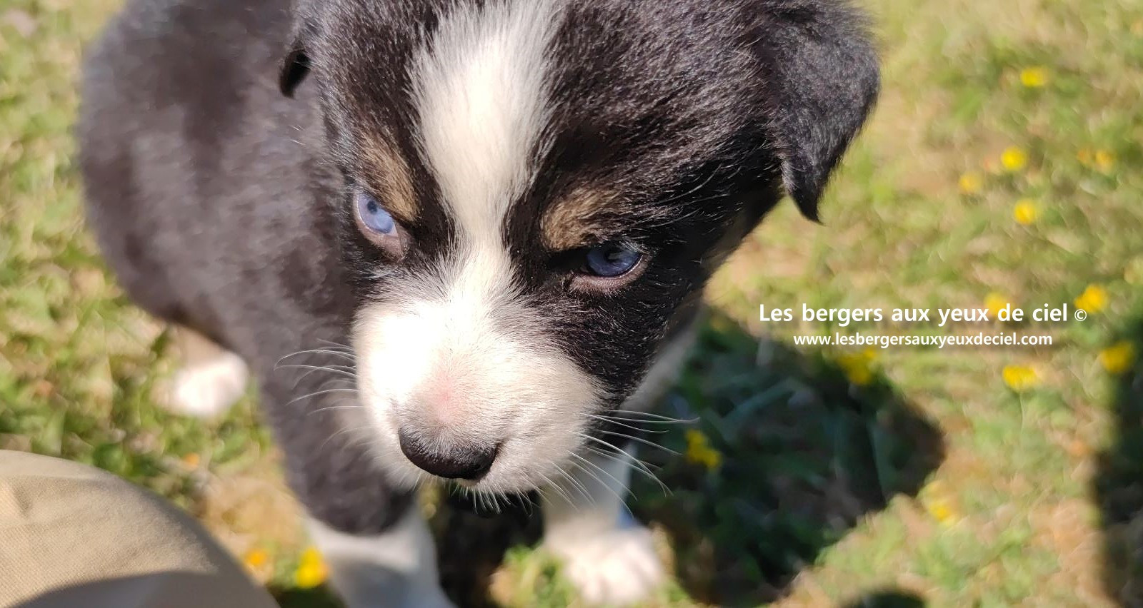 chiot male berger australien noir tricolore aux yeux bleus a vendre ?