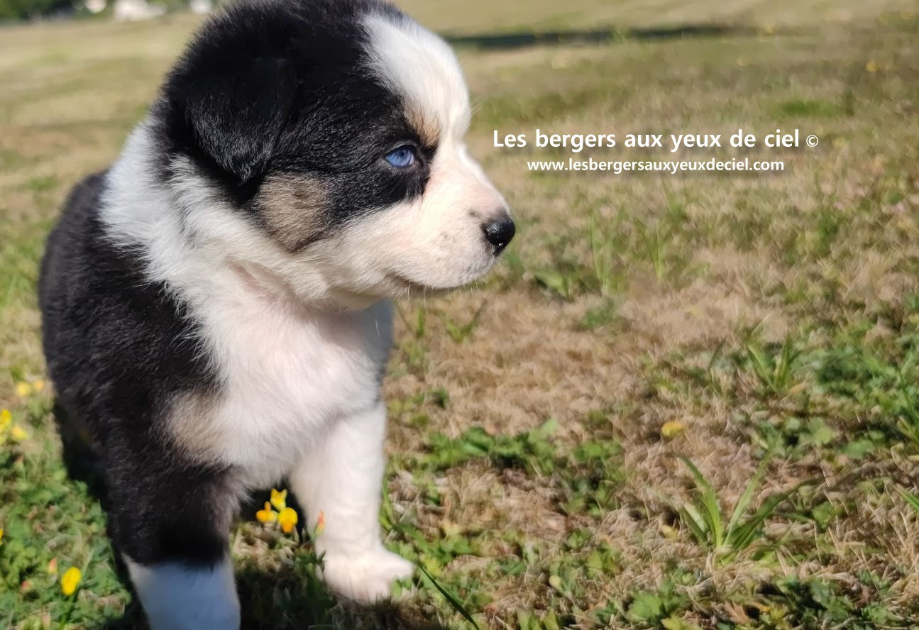 chiot male berger australien noir tricolore aux yeux bleus prix ?