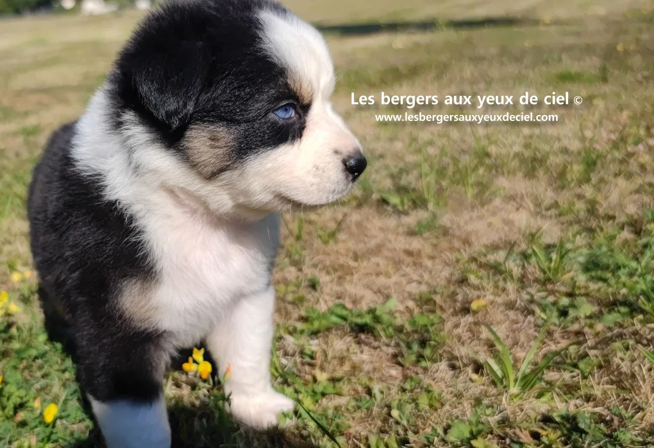 chiot male berger australien noir tricolore aux yeux bleus prix ?