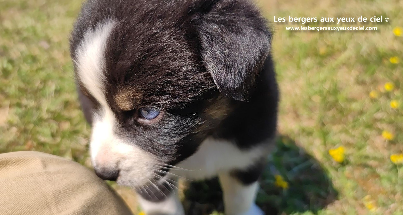 chiot male berger australien noir tricolore aux yeux bleus a vendre ?