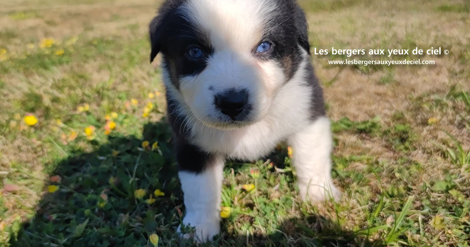 chiot male berger australien noir tricolore aux yeux bleus prix ?