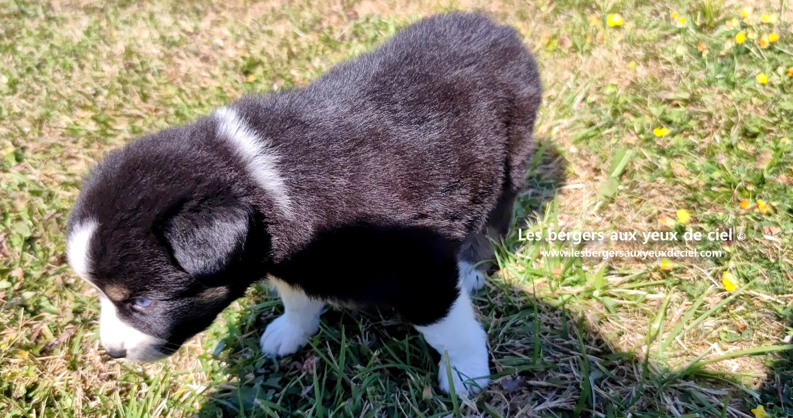 chiot male berger australien noir tricolore aux yeux bleus a vendre ?
