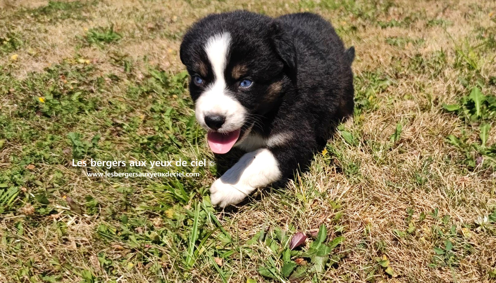 chiot male berger australien noir tricolore aux yeux bleus a vendre ?
