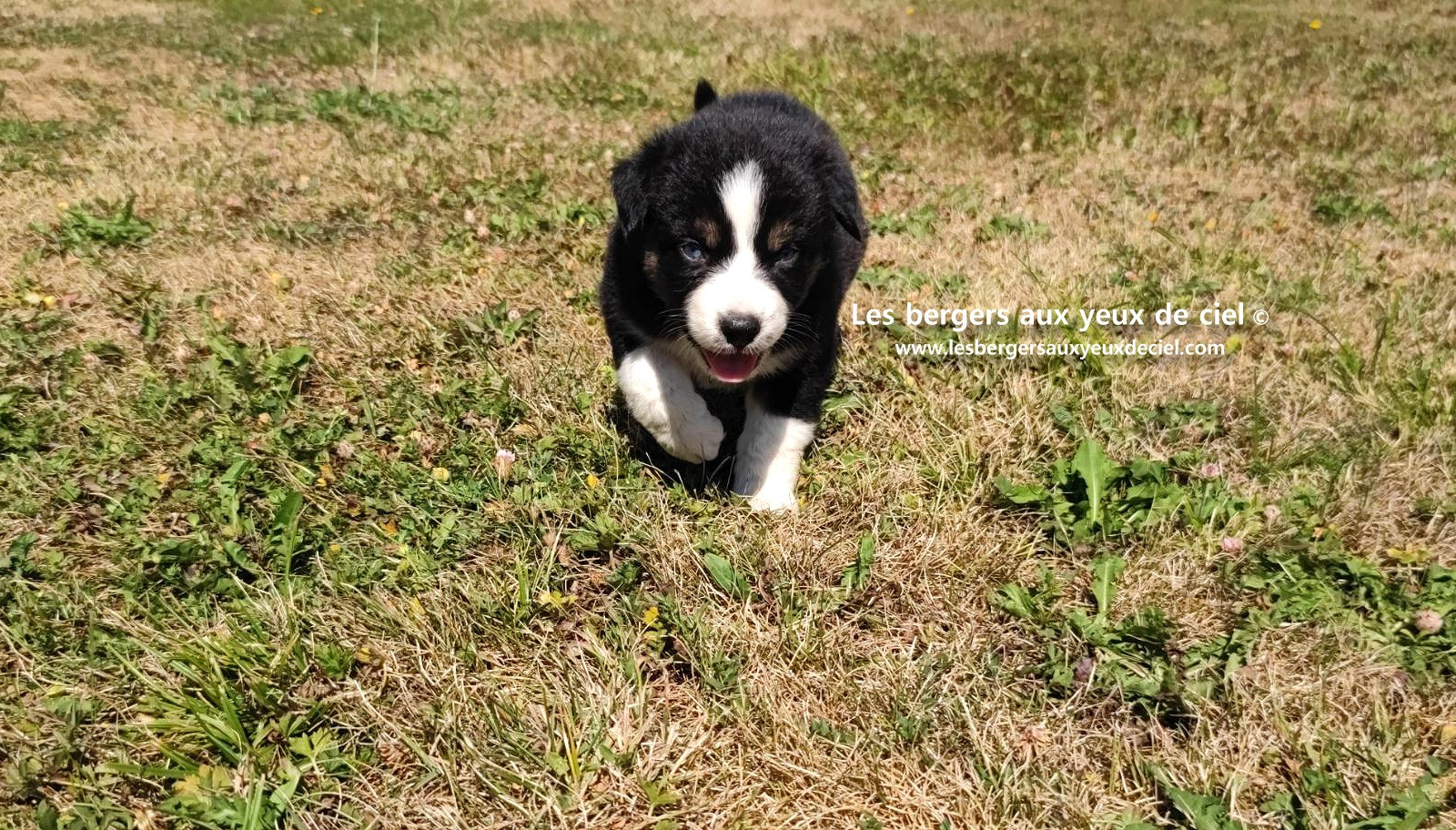 chiot male berger australien noir tricolore aux yeux bleus a vendre ?