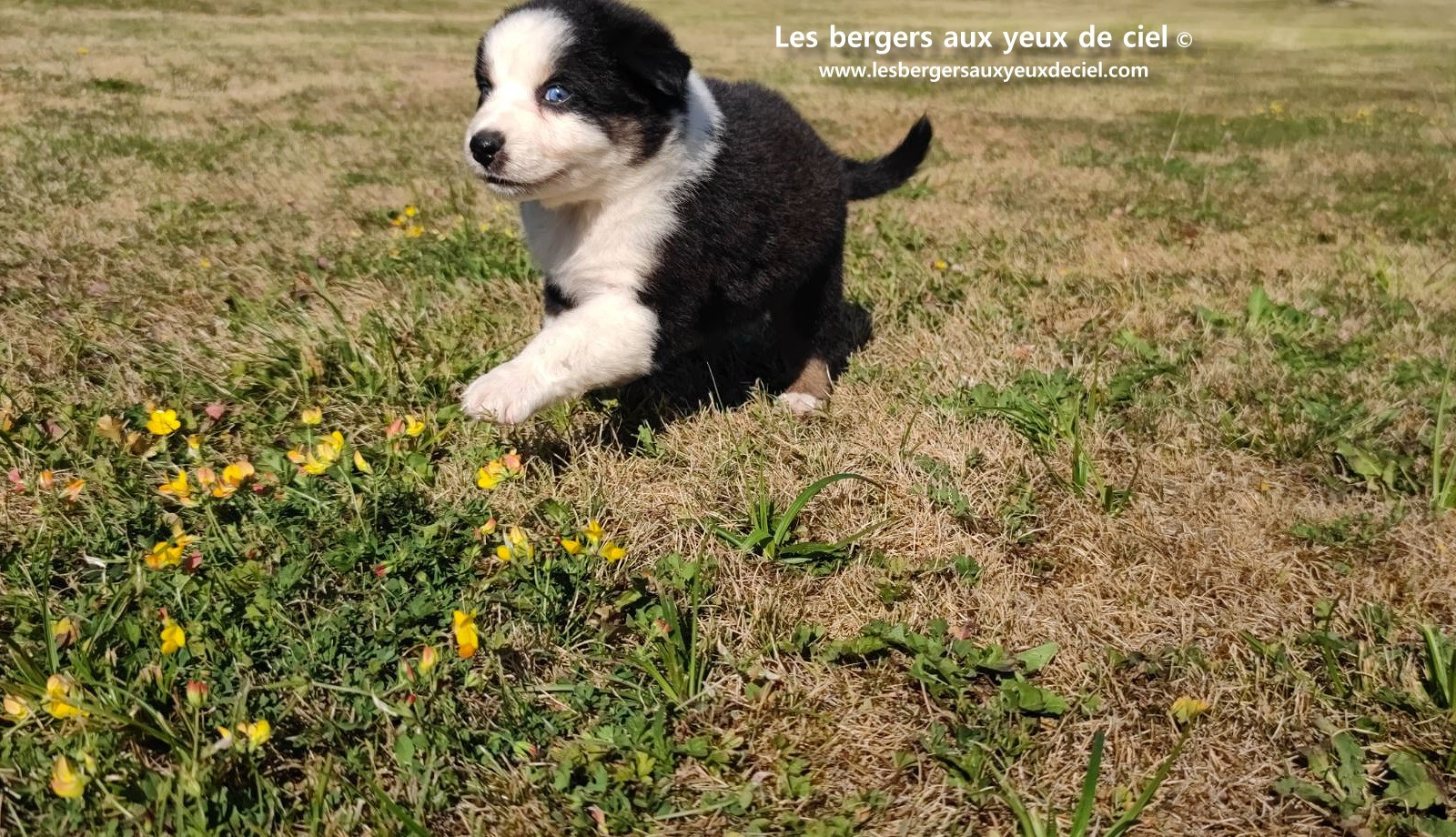 chiot male berger australien noir tricolore aux yeux bleus prix ?
