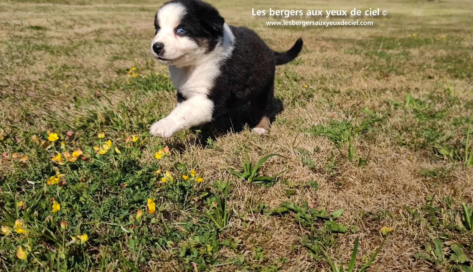 chiot male berger australien noir tricolore aux yeux bleus prix ?