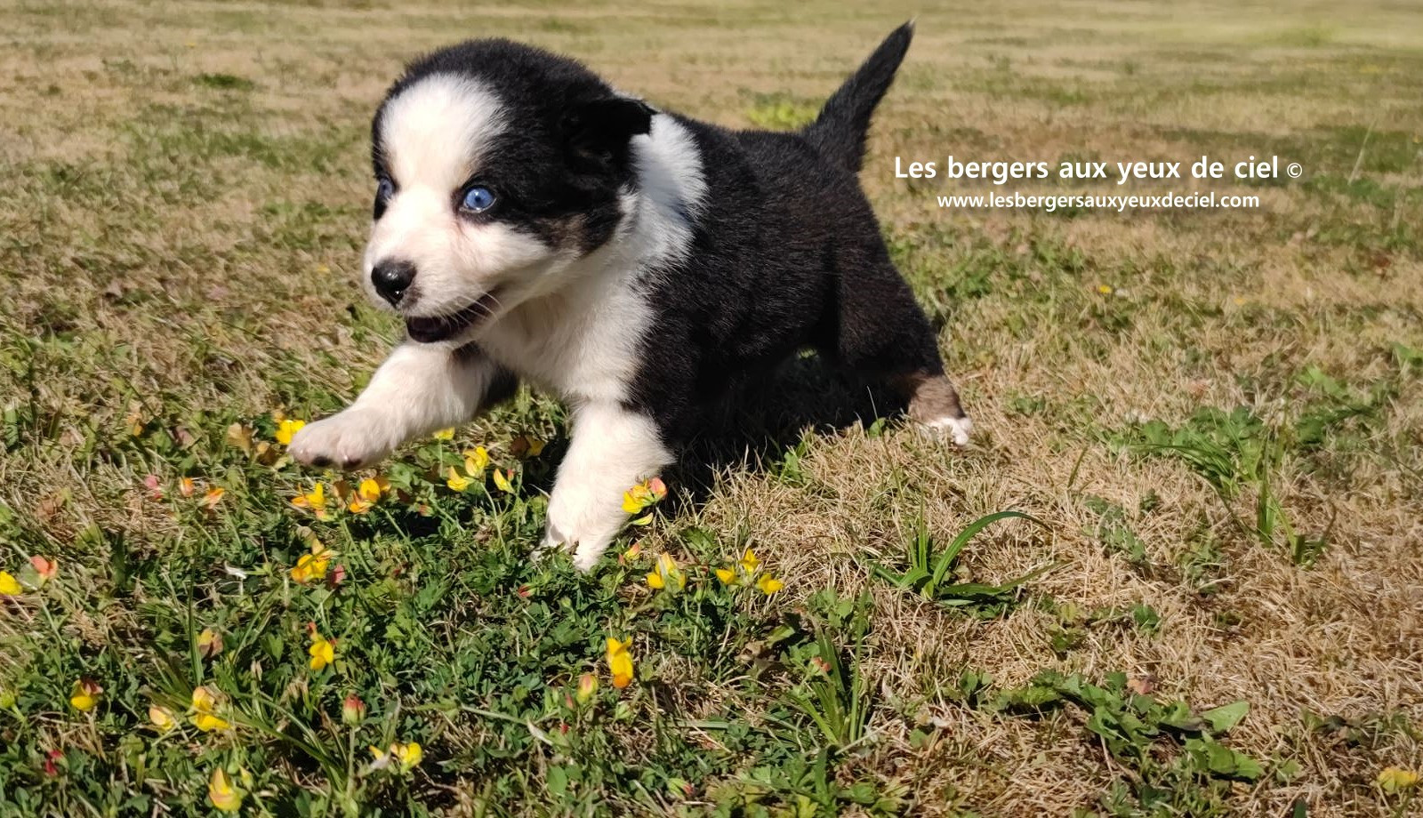 chiot male berger australien noir tricolore aux yeux bleus prix ?