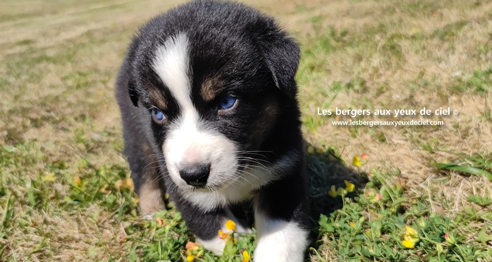 chiot male berger australien noir tricolore aux yeux bleus a vendre ?