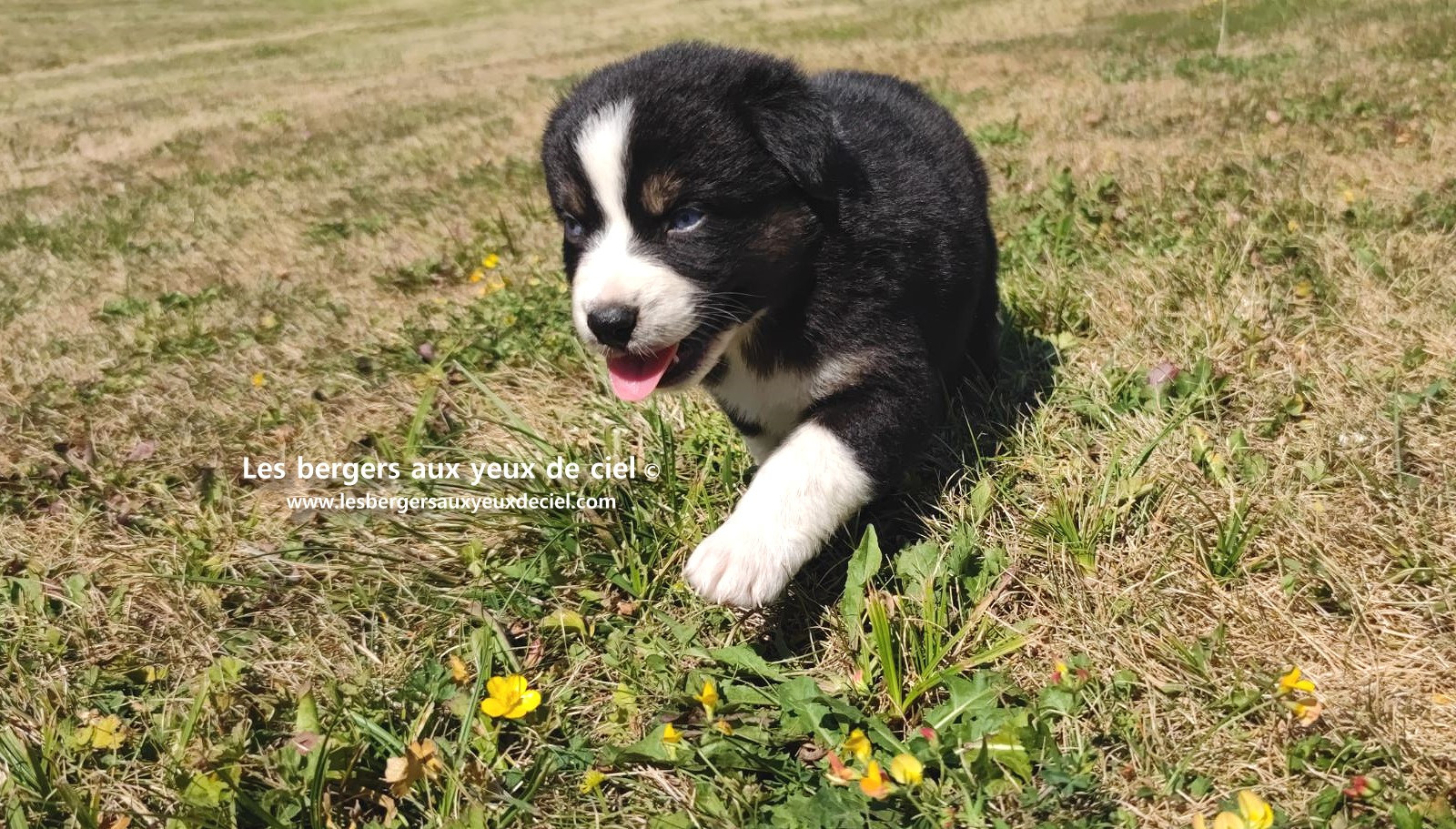 chiot male berger australien noir tricolore aux yeux bleus a vendre ?