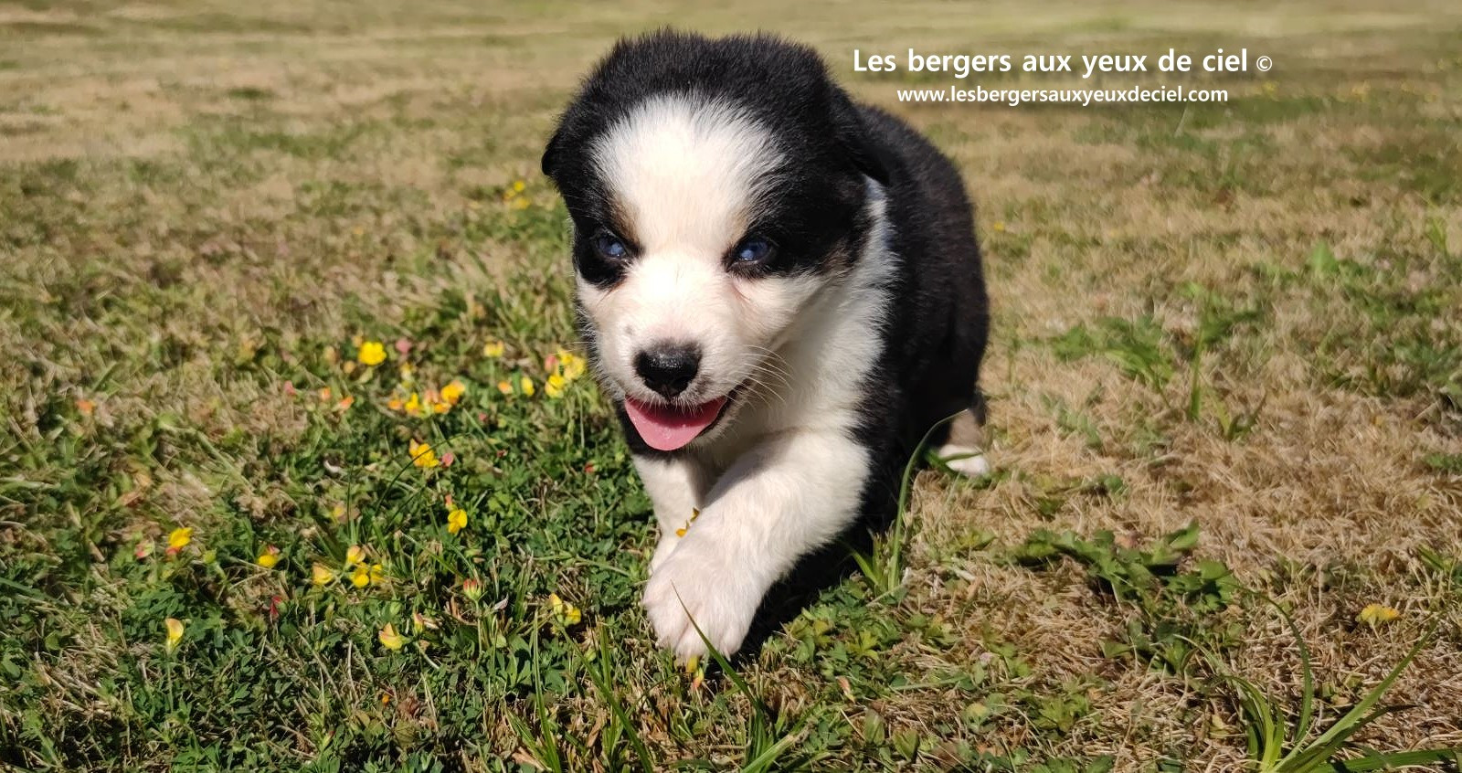 chiot male berger australien noir tricolore aux yeux bleus prix ?