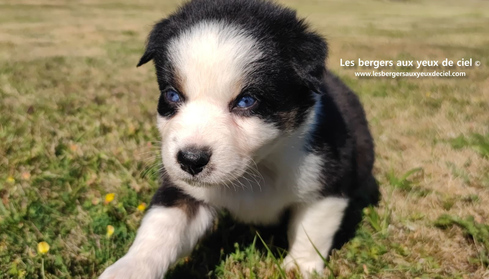 chiot male berger australien noir tricolore aux yeux bleus prix ?