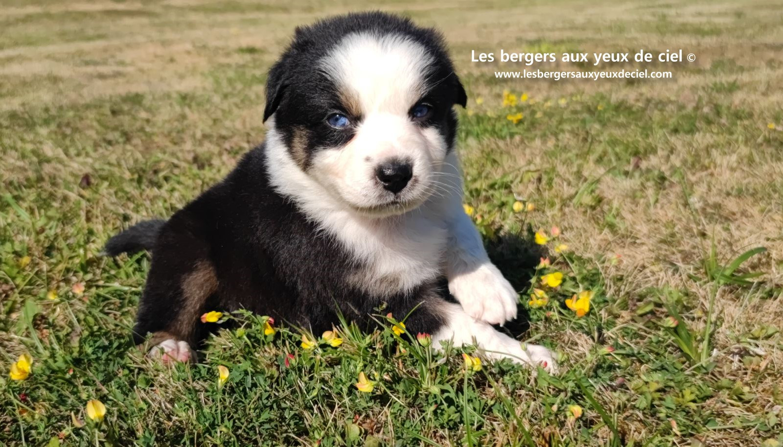 chiot male berger australien noir tricolore aux yeux bleus prix ?