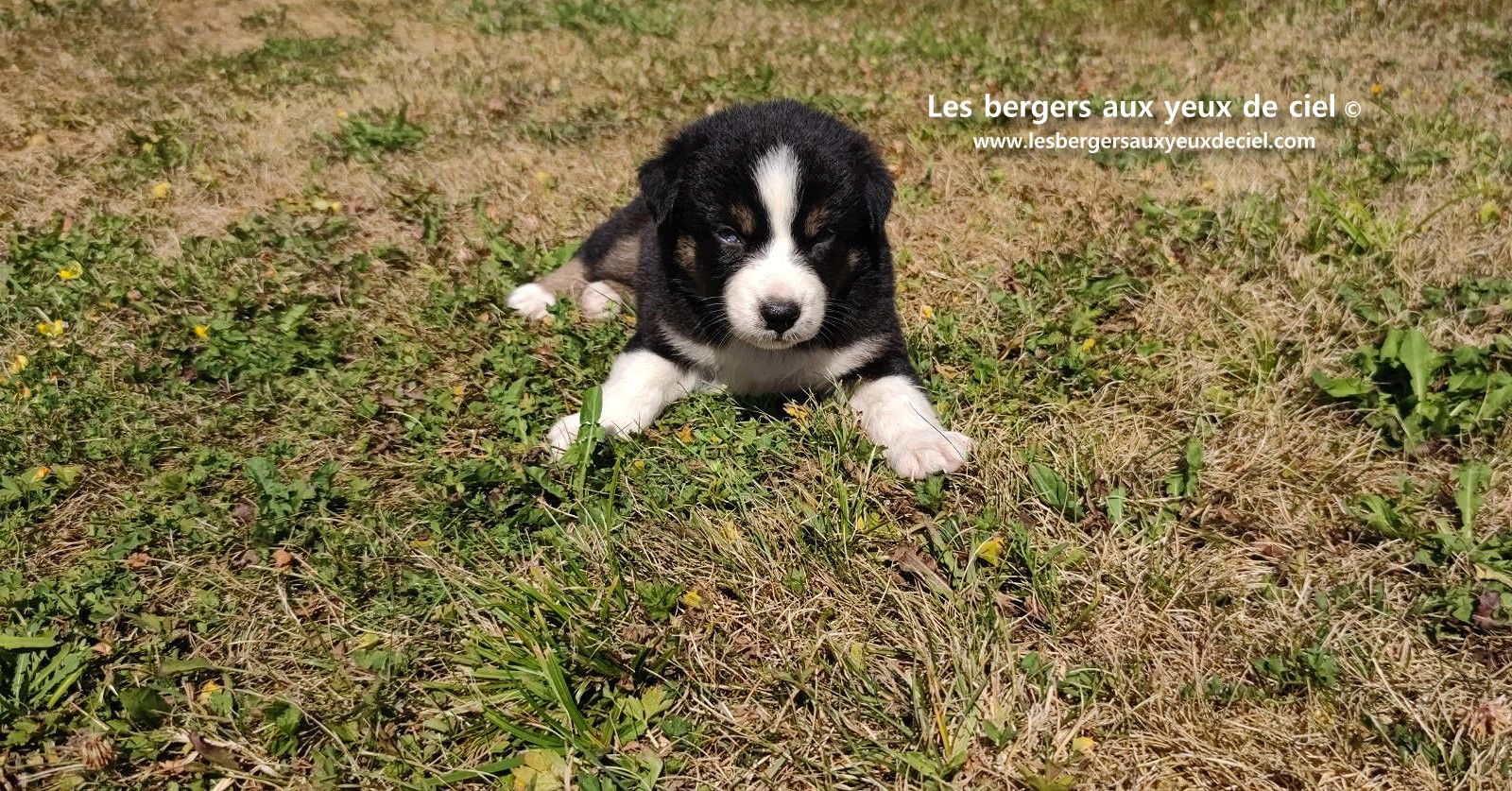 chiot male berger australien noir tricolore aux yeux bleus a vendre ?