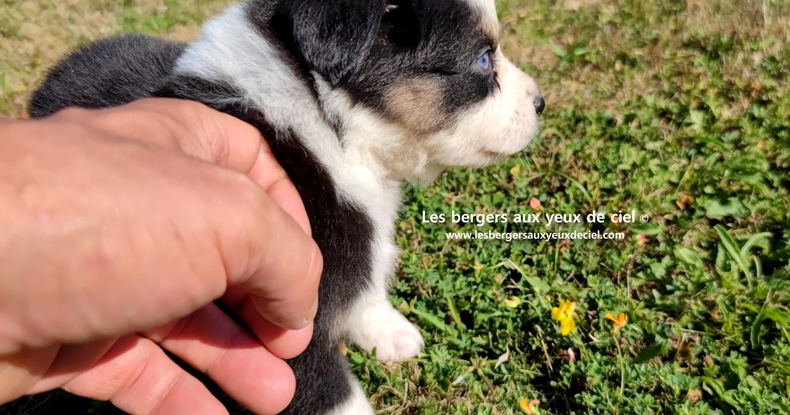 chiot male berger australien noir tricolore aux yeux bleus prix ?