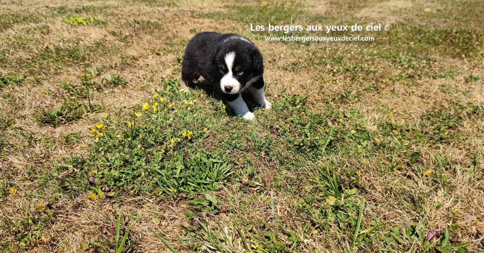 chiot male berger australien noir tricolore aux yeux bleus a vendre ?