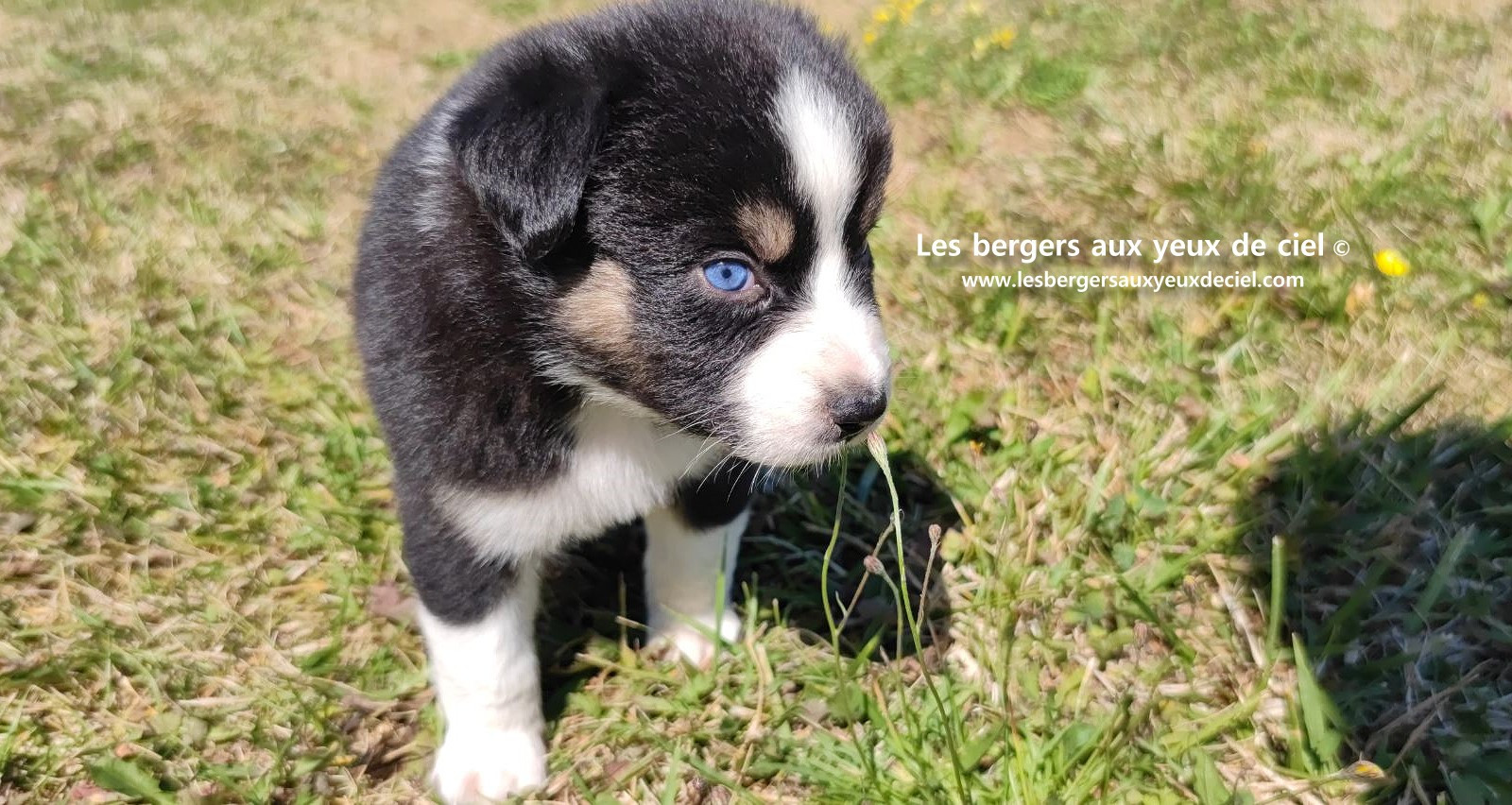 chiot male berger australien noir tricolore aux yeux bleus a vendre ?