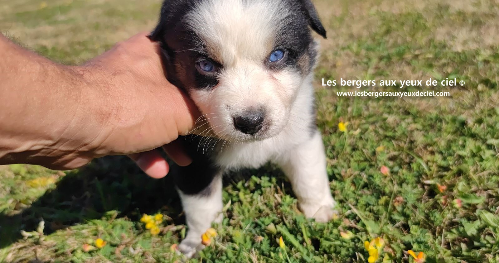 chiot male berger australien noir tricolore aux yeux bleus prix ?