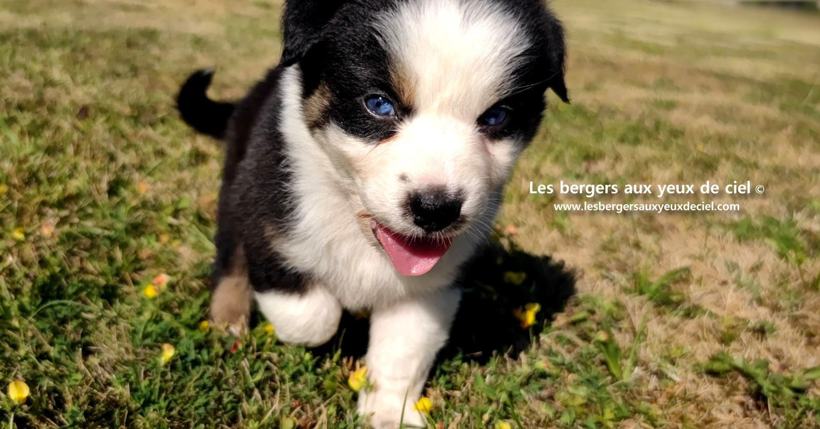 chiot male berger australien noir tricolore aux yeux bleus prix ?