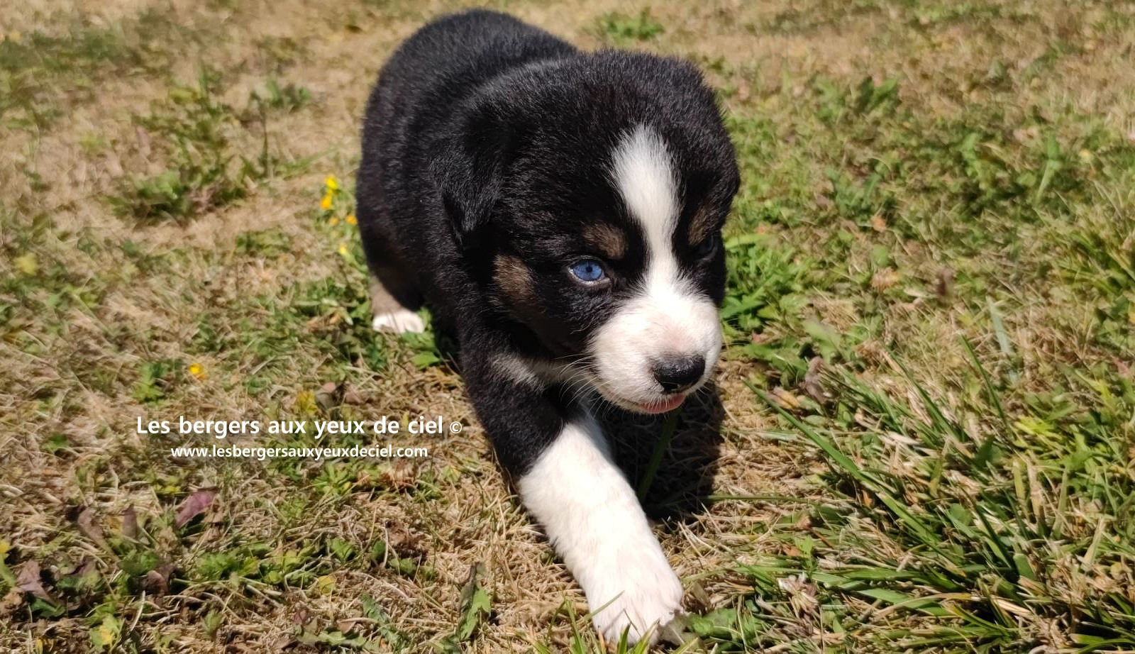 chiot male berger australien noir tricolore aux yeux bleus a vendre ?