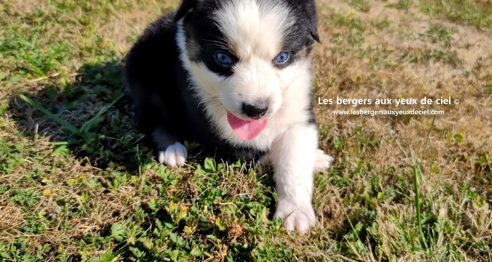 chiot male berger australien noir tricolore aux yeux bleus prix ?