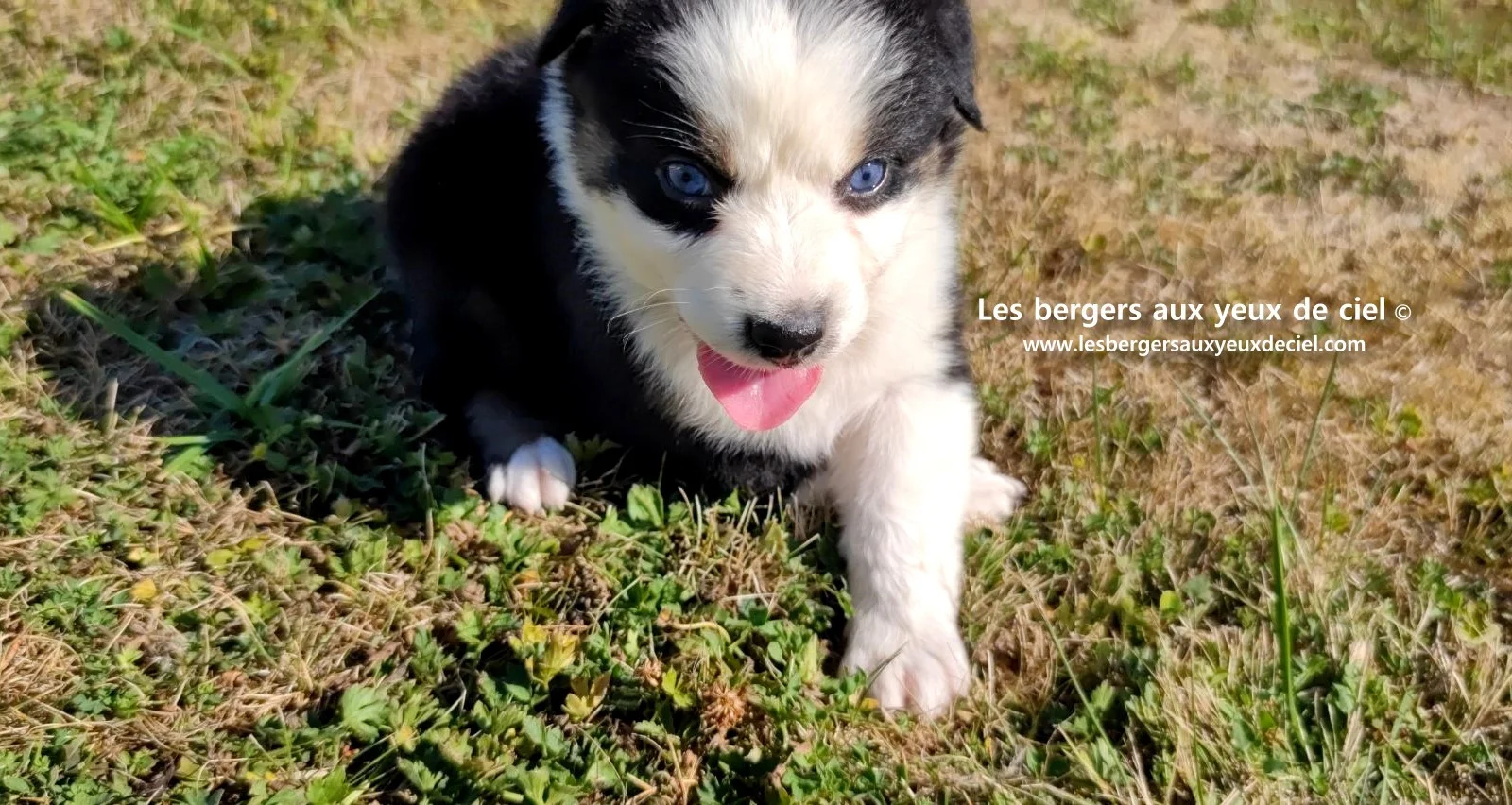 chiot male berger australien noir tricolore aux yeux bleus prix ?