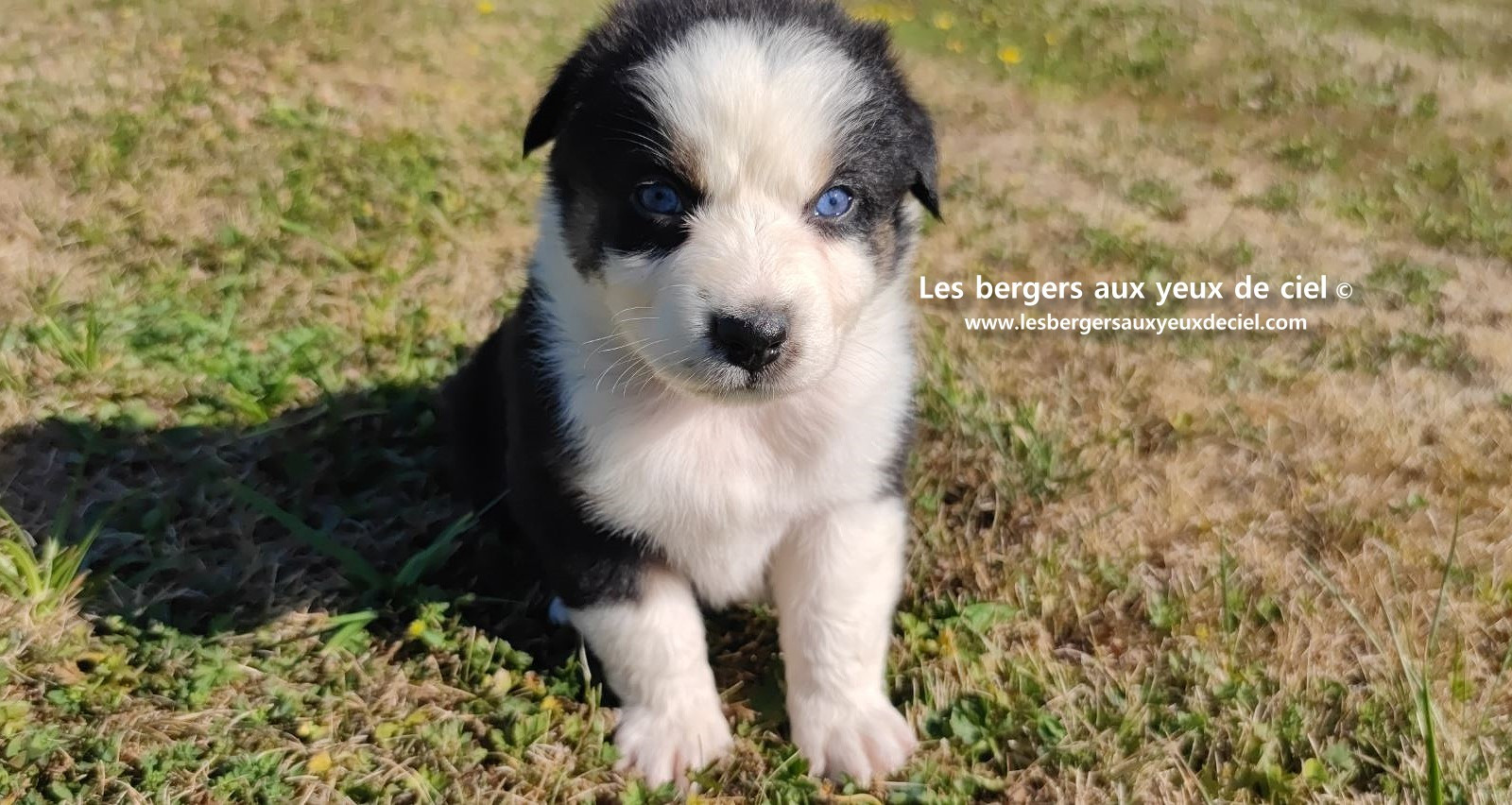 chiot male berger australien noir tricolore aux yeux bleus prix ?