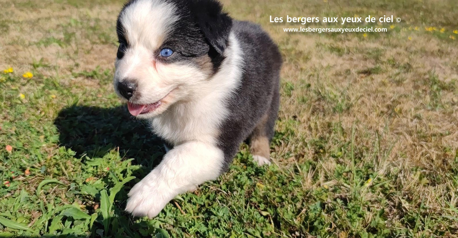 chiot male berger australien noir tricolore aux yeux bleus prix ?