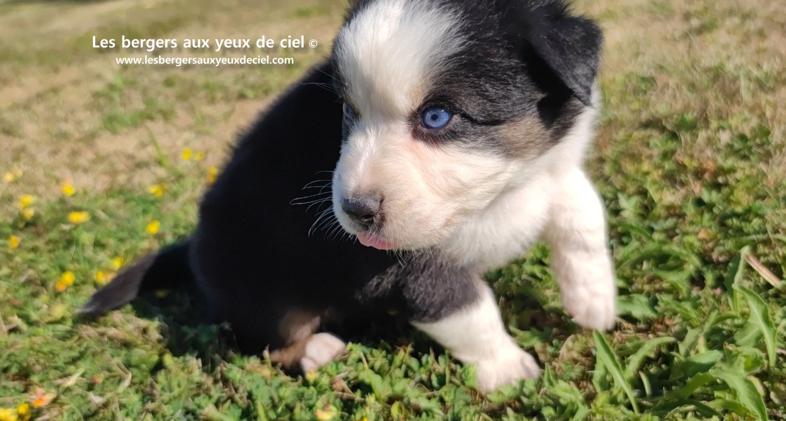 chiot male berger australien noir tricolore aux yeux bleus prix ?