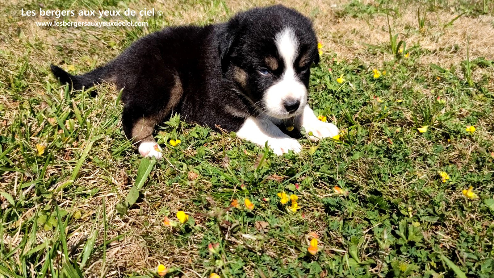 chiot male berger australien noir tricolore aux yeux bleus a vendre ?